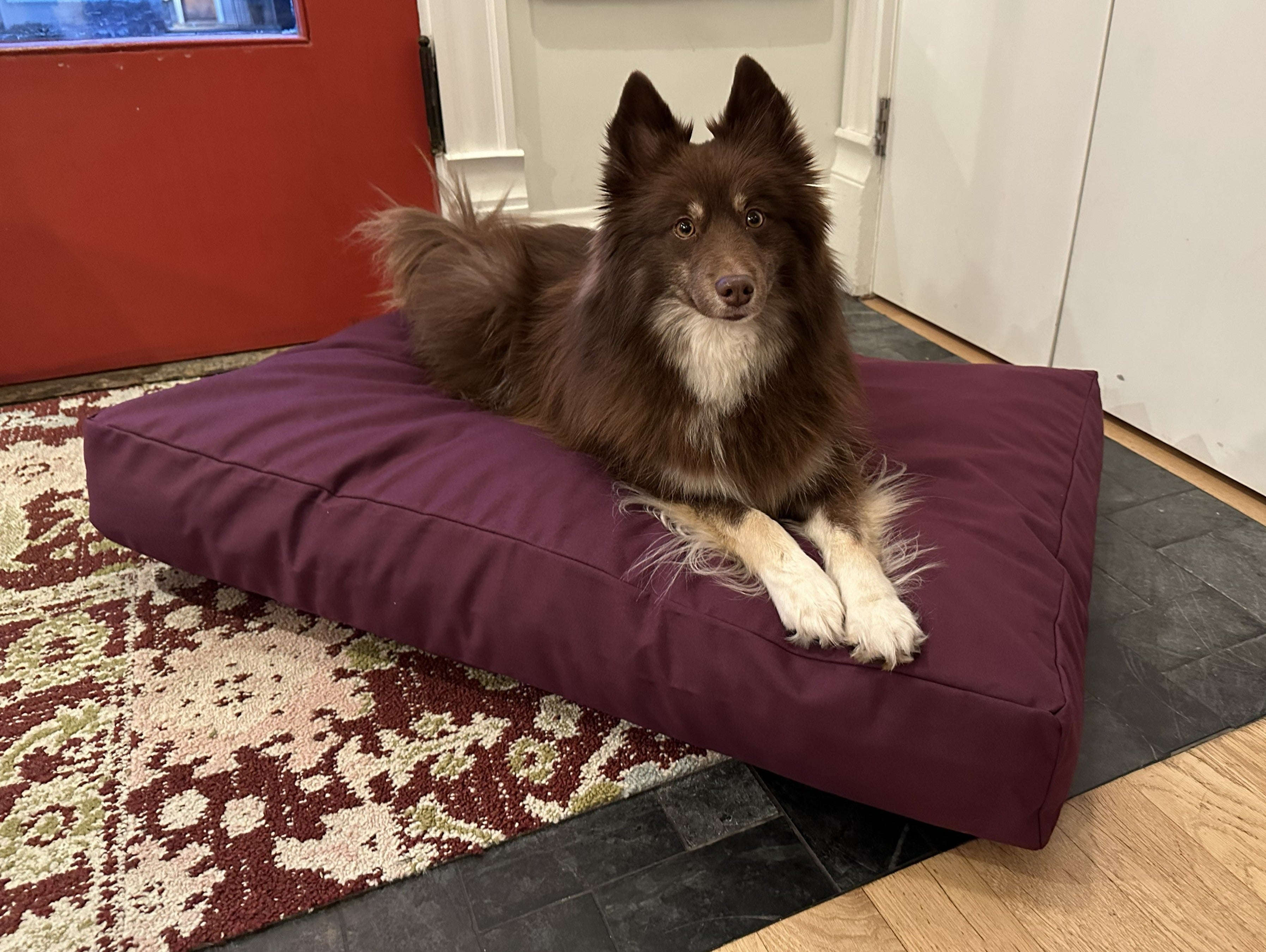Cotton Duck Canvas Dog Bed - Lightweight CertiPUR Foam Fill House Nimbus
