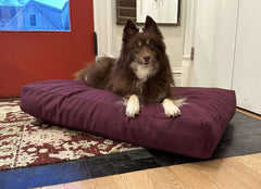 Cotton Duck Canvas Dog Bed - Lightweight CertiPUR Foam Fill House Nimbus