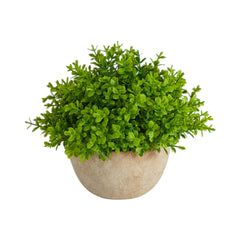 5” Boxwood Artificial Plant in Decorative Planter House Nimbus