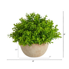 5” Boxwood Artificial Plant in Decorative Planter House Nimbus
