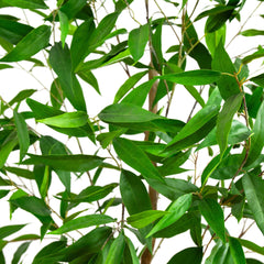 7' Artificial Long Leaf Greco Eucalyptus Tree with Real Touch Leaves House Nimbus